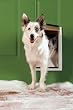 Extreme Weather Pet Door - Medium