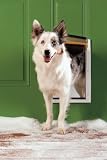 : Petsafe Extreme Weather Pet Door White Medium - PPA00-10985