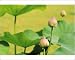 Photographic Prints of Asia, Thailand, from Danita Delimont
