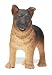 Best In Show: German Shepherd Puppy
