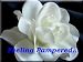 Bridal Accessories 411iChAS2iL. SL75 Bridal Accessories
