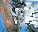 Wildlife / Domestic Animals : Koala 6" Plush Stuffed Animal Toy