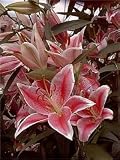 2 La Mancha Oriental Lily Lilium Flower Bulbs 411iegKqEIL. SL160 2 La Mancha Oriental Lily Lilium Flower Bulbs