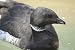Brant Taxidermy Photo Reference Cd