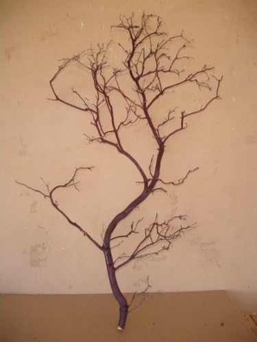 Manzanita Branches 25"-29" with Leaves / 10 pack