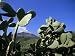 Cacti, Stromboli Island, Eolian Islands (Aeolian Islands), Unesco World Heritage Site...