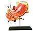 Famemaster 4D-Vision Human Stomach Anatomy Model