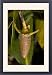 Framed Prints of ROG-12158 Red mangrove - in fruit, this develops and germinates on the tree, from Ardea Wildlife Pets