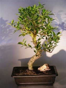 Bonsai Boy's Ficus Retusa Bonsai Tree with Curved Shaped Trunk ficus retusa
