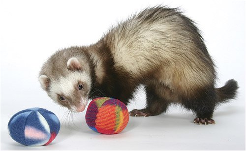 Marshall Polar Ferret Toys Asst, 2-Pack