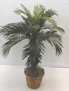44" Tropical Phoenix Palm