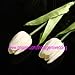 20pcs Tulip Flower Latex Real Touch for Wedding Décor Flower KC451