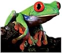 Paper House Productions Red Eyed Tree Frog Magnet