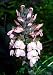 Bear's Breeches 1 Plant - Acanthus mollis - SHADE