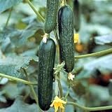Organic Picolino F1 Hybrid All Female Cucumber 4 Seeds - B001MQ4HSW
