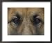 German Shepherd Dog's Eyes Collections Framed Photographic Poster Print by David Edwards, 22x18