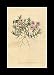 Reprint Awl-leaved Phlox, Lychnidea, Moss Phlox, Mountain Phlox, Moss Pink 1798