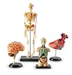 Learning Resources Anatomy Models Bundle Set (LER3338)