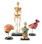 Learning Resources Anatomy Models Bundle Set (LER3338)