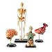 Learning Resources Anatomy Models Bundle Set (LER3338)