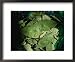 A Close View of a Bag Full of Coca Leaves Framed Art Poster Print by Joel Sartore, 22x18