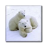ct_45685_2 VWPics Bears - Polar Bear mother and cub.(Ursus maritimus).Churchill, Canada - Tiles - 6 Inch Ceramic Tile