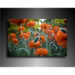 Leinwandbild Blumen Bild 100x70cm k. Poster / Weitere Bilder - Wandbilder - Kunstdrucke - Foto auf Leinwand finden Sie bei Leinwandbilder org - Alle Bilder fertig gerahmt mit Keilrahmen.