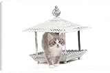Canvas Prints of LA-7247 Cat - kitten in ornamental bird feeder in studio from Ardea Wildlife Pets