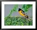 Male Baltimore Oriole Framed Framed Art Poster Print by Adam Jones, 31x25