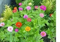 500 Zinnia California Giant Seed Mix With FREE Shipping