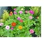 500 Zinnia California Giant Seed Mix With FREE Shipping