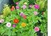 500 Zinnia California Giant Seed Mix With FREE Shipping