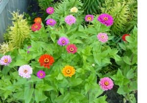 500 Zinnia California Giant Seed Mix With FREE Shipping