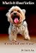 What Is It About Yorkies? (Pet Traits)