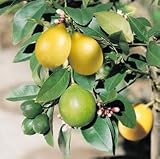 Big Meyer Lemon Tree - 3 Year Warranty