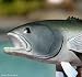 Taxidermy 19" Fiberglass Bluefish Statue