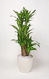 幸福の木8号 人気スタイリッシュ観葉植物 インテリアにオススメ