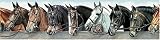 English HORSES BORDER WALL PAPER wallpaper decor ADV10222B