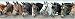 English HORSES BORDER WALL PAPER wallpaper decor ADV10222B