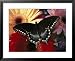 A Spicebush Swallowtail Butterfly Resting on Colorful Gerbera Daisies Framed Art Post...