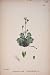 Search Our Specialty Mall : IRISH MOSSY FLOWER PLANT COLOUR OLD PRINT FINE ART 18