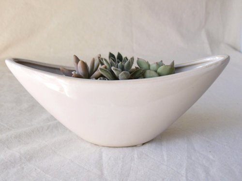 solxsol 多肉植物 Boat pot S 器のサイズ：幅220ｘ奥行60x高さ80(mm) 10903