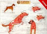 Canine Muscular Anatomy Chart