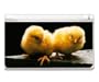 Animal Kingdom Chicks Chicken Decorative Protector Skin Decal Sticker for Nintendo DS Lite