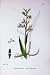 Botany Plants C1902 Marsh Helleborine Colour Flowers