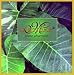Misticks Long Burning Aromatherapy Incense Sticks
