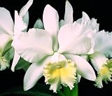 Cattleya Hawaiian Wedding Song 