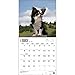 Longhaired Chihuahuas 2015 Wall Calendar