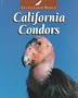 California Condors (Untamed World)