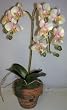 14" Mini Cymbidium Orchid (pink)